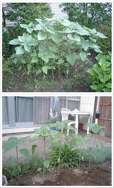 ひまわりの移植成功